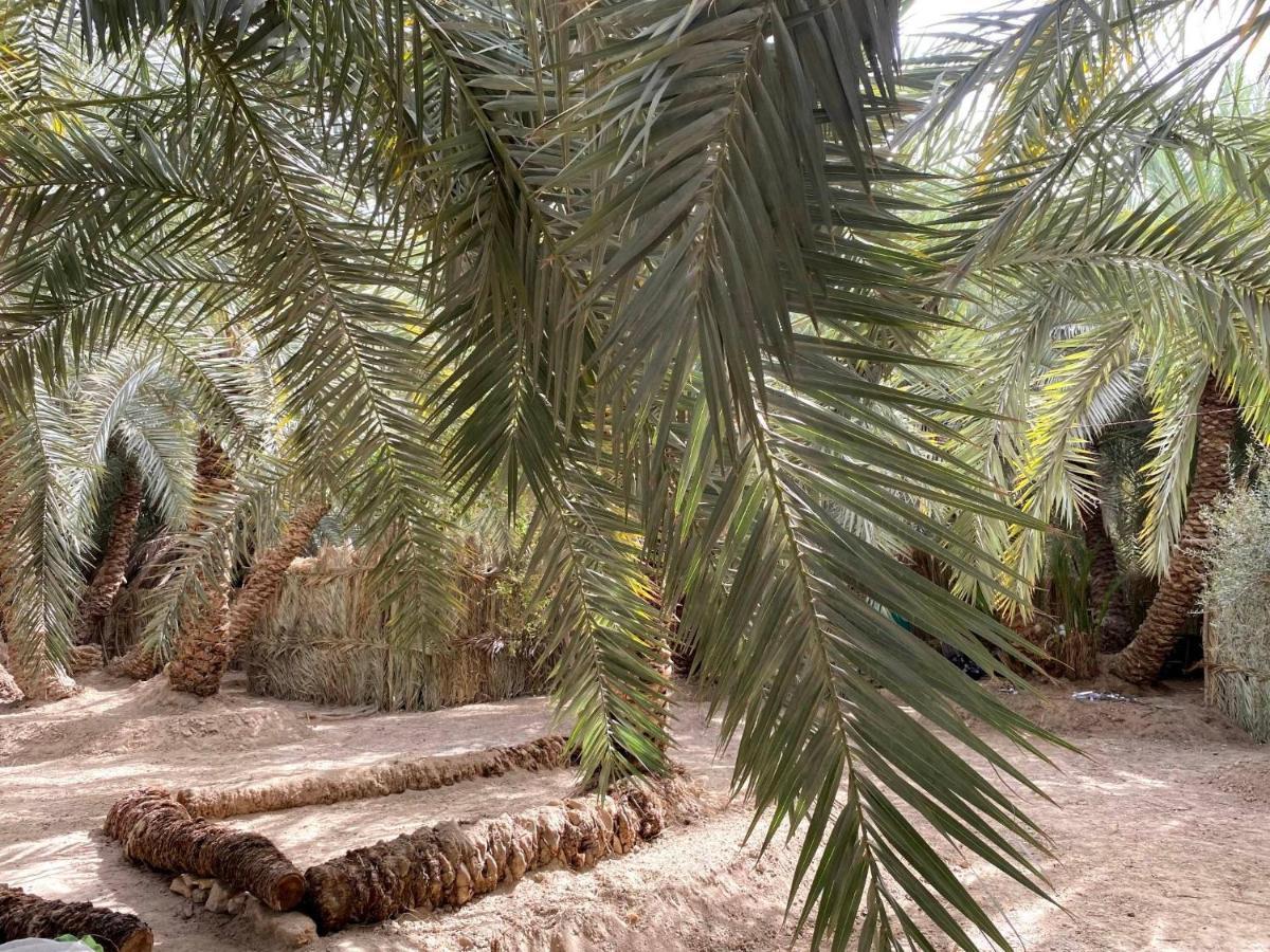 Forest Camp Siwa - كامب الغابة Siwa Oasis Exteriör bild