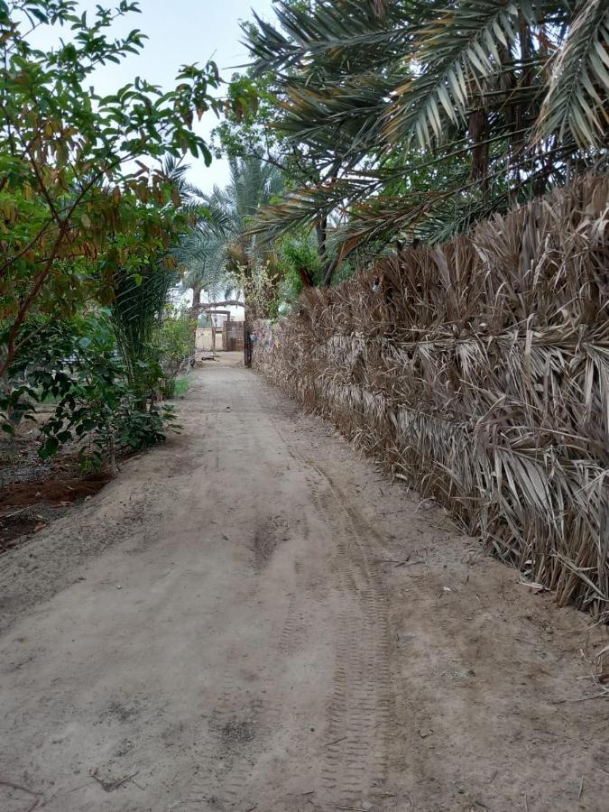 Forest Camp Siwa - كامب الغابة Siwa Oasis Exteriör bild