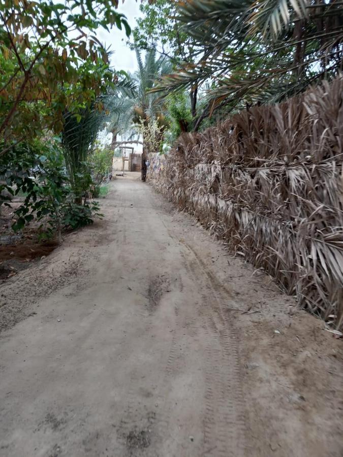 Forest Camp Siwa - كامب الغابة Siwa Oasis Exteriör bild