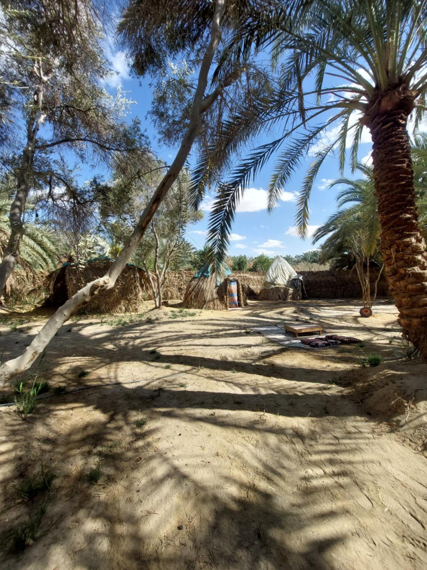 Forest Camp Siwa - كامب الغابة Siwa Oasis Exteriör bild