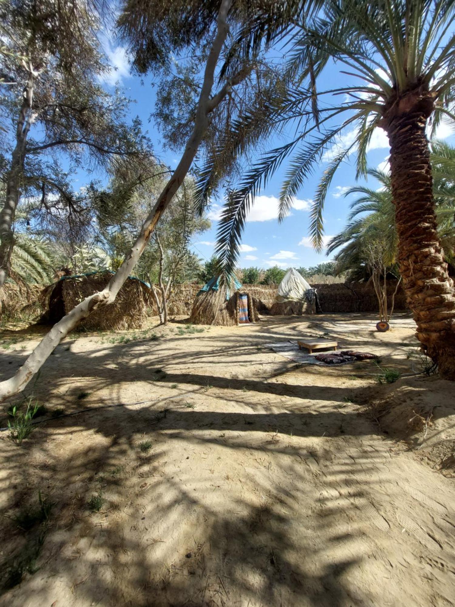 Forest Camp Siwa - كامب الغابة Siwa Oasis Exteriör bild