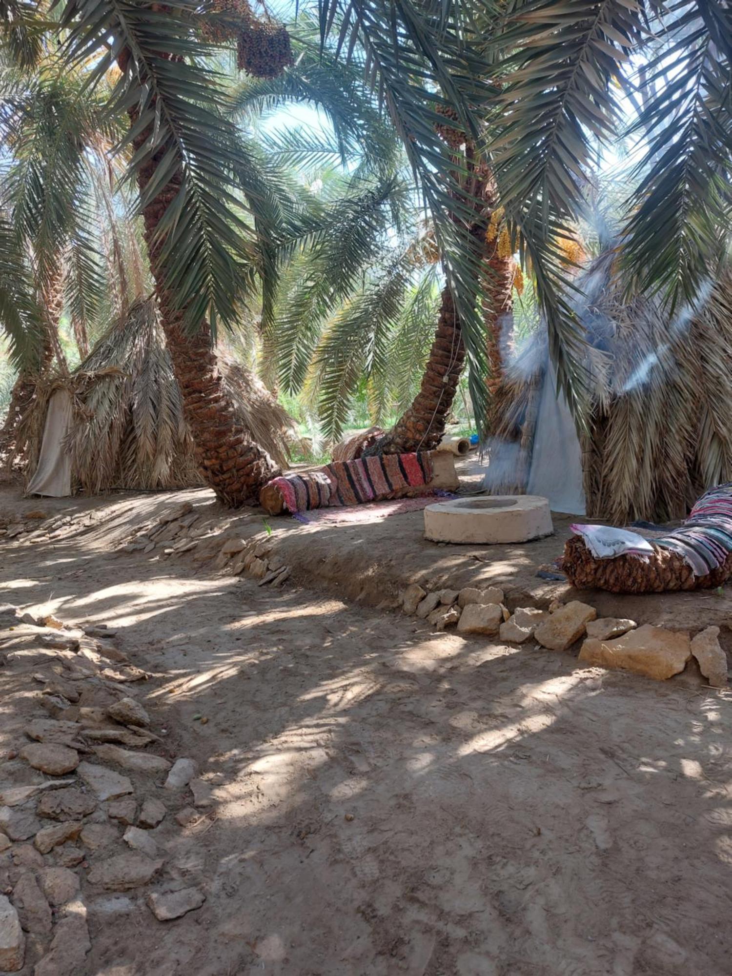 Forest Camp Siwa - كامب الغابة Siwa Oasis Exteriör bild