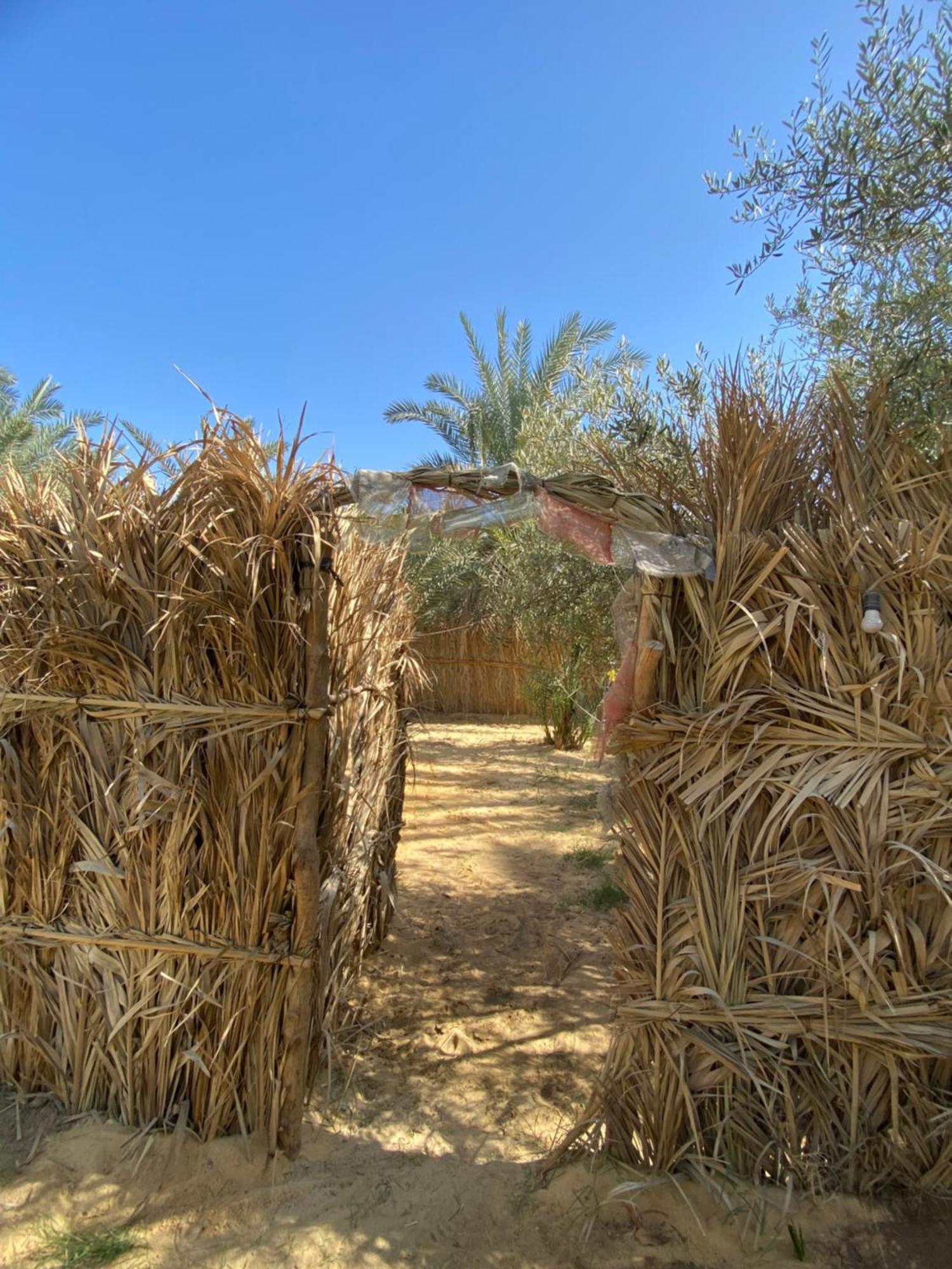 Forest Camp Siwa - كامب الغابة Siwa Oasis Exteriör bild